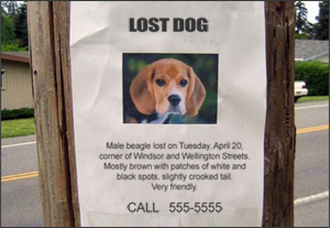 missing pets